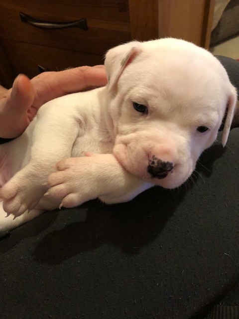 dogo argentino for sale gumtree